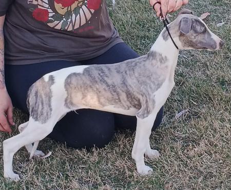 Whippet puppy for sale by BROADMARSH