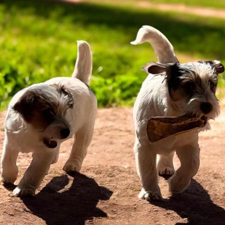 Jack Russell Terrier for sale by BURBUNYA
