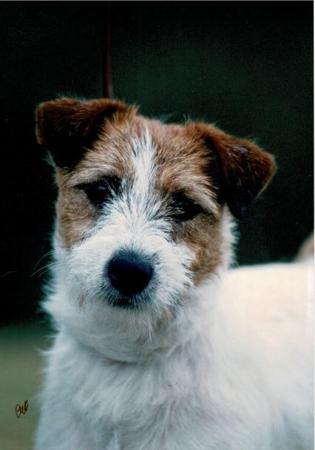 Jack Russell Terrier for sale by BURBUNYA