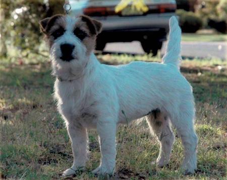 Jack Russell Terrier for sale by BURBUNYA