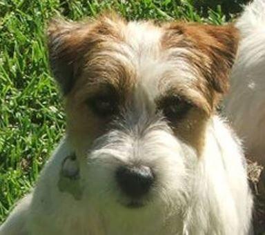 Jack Russell Terrier for sale by BURBUNYA