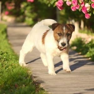 Jack Russell Terrier for sale by BURBUNYA