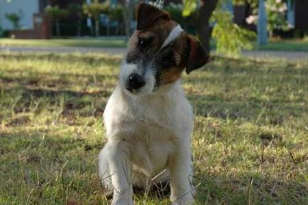 Jack Russell Terrier for sale by BURBUNYA
