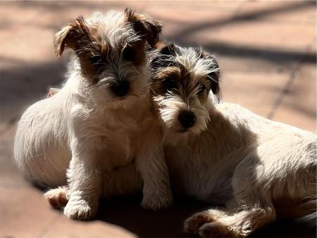 Jack Russell Terrier for sale by BURBUNYA