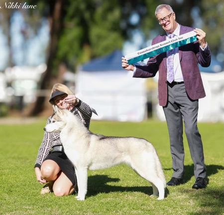 Aust. Ch Taejaan Exclusive (AI) N.SPRD Siberian Husky