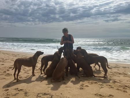 Rhodesian Ridgeback for sale by MARANDELA