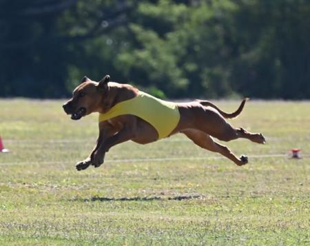 Rhodesian Ridgeback for sale by MARANDELA