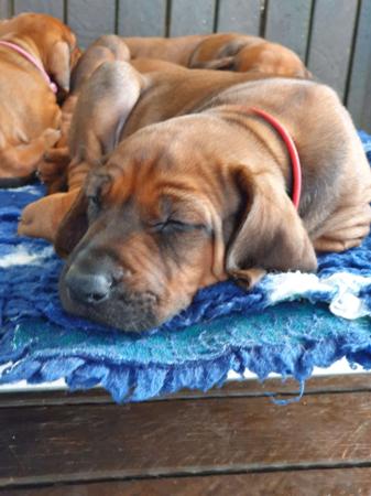 Rhodesian Ridgeback for sale by MARANDELA