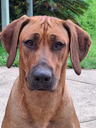 Rhodesian Ridgeback for sale by MARANDELA