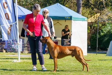 Rhodesian Ridgeback for sale by MARANDELA