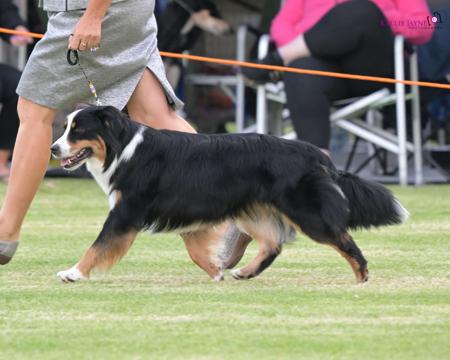 Miniature American Shepherd for sale by DIAMONDMAS