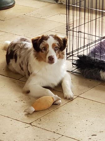 Miniature American Shepherd for sale by DIAMONDMAS