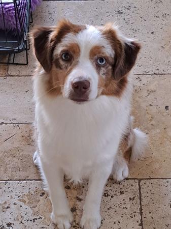 Miniature American Shepherd for sale by DIAMONDMAS