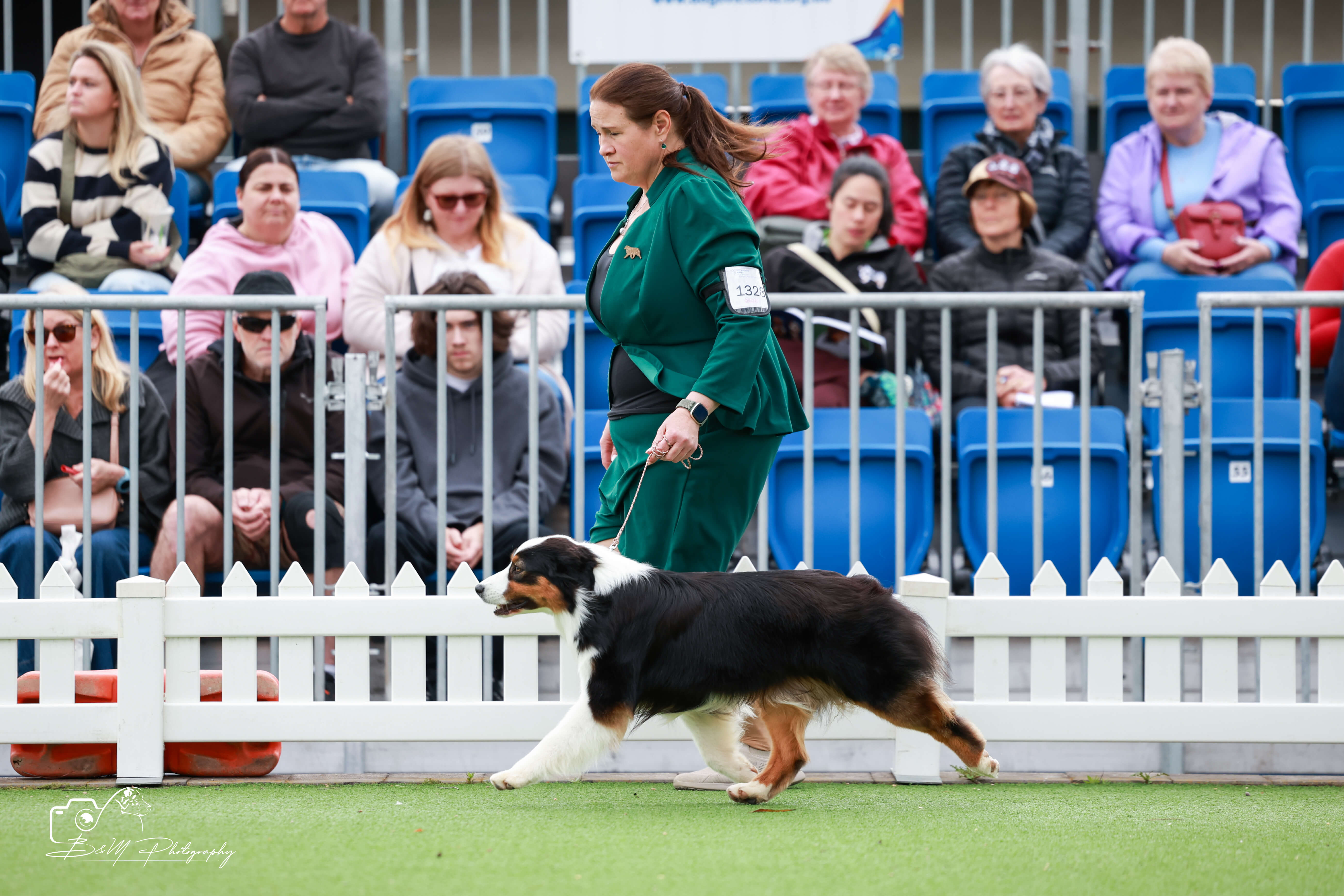 Dogs Rising Stars Ch Acappelia I Burn For U Australian Shepherd - Owned by Brooke Pilkington