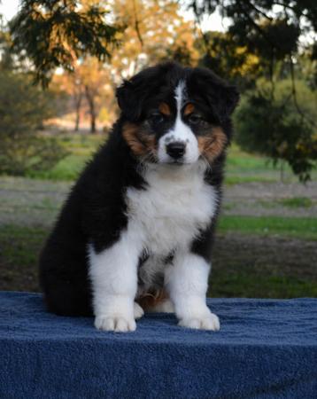 Australian Shepherd puppy for sale by ACAPPELIA