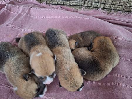 Welsh Corgi (Pembroke) for sale by WATTLESIDE