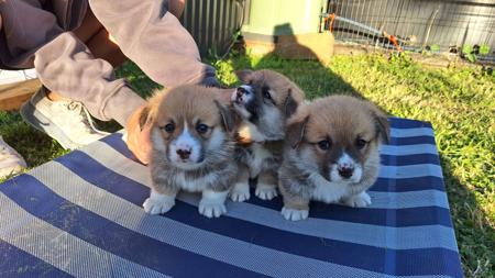 Welsh Corgi (Pembroke) for sale by WATTLESIDE