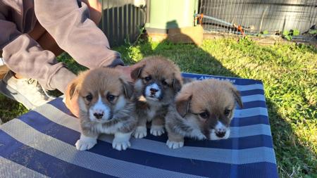 Welsh Corgi (Pembroke) for sale by WATTLESIDE