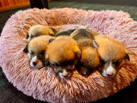 Welsh Corgi (Pembroke) for sale by WATTLESIDE