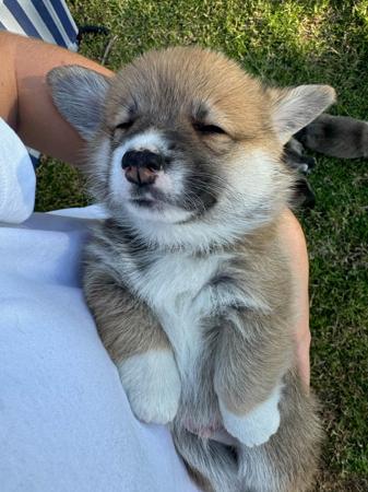 Welsh Corgi (Pembroke) for sale by WATTLESIDE