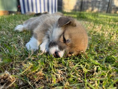 Welsh Corgi (Pembroke) for sale by WATTLESIDE