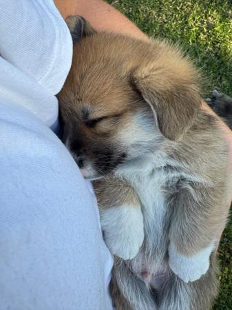 Welsh Corgi (Pembroke) for sale by WATTLESIDE