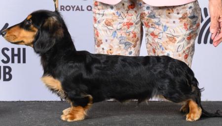 Dachshund (Miniature Long Haired) for sale by DELSIAH