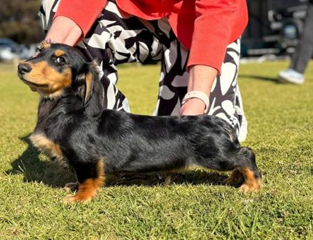 Dachshund (Miniature Long Haired) for sale by DELSIAH