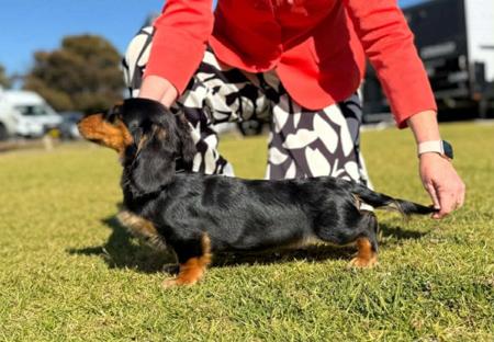Dachshund (Miniature Long Haired) for sale by DELSIAH