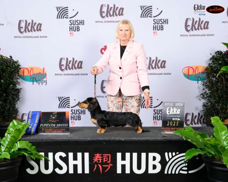 Dachshund (Miniature Long Haired) for sale by DELSIAH