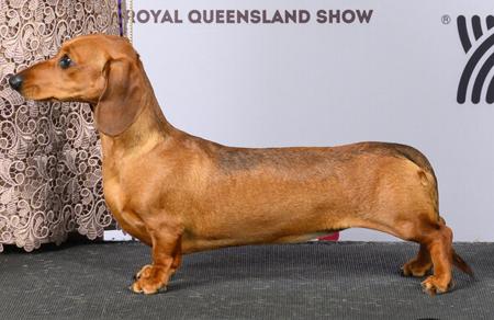 Dachshund (Miniature Smooth Haired) for sale by DELSIAH