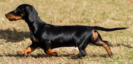 Dachshund (Miniature Smooth Haired) for sale by DELSIAH
