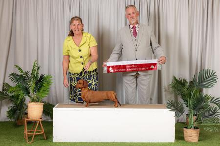 Dachshund (Miniature Smooth Haired) for sale by DELSIAH