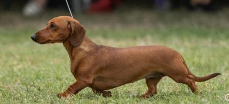 Dachshund (Miniature Smooth Haired) for sale by DELSIAH