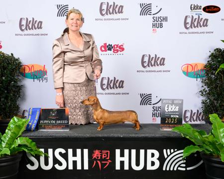 Dachshund (Miniature Smooth Haired) for sale by DELSIAH