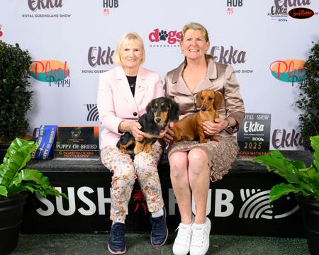 Dachshund (Miniature Smooth Haired) for sale by DELSIAH