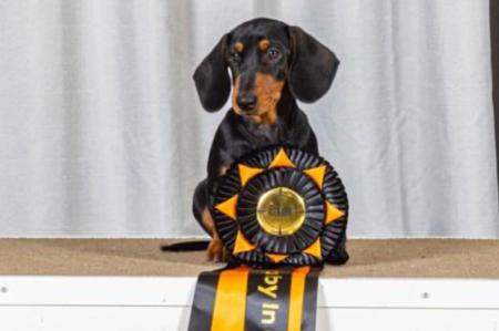 Dachshund (Miniature Long Haired) for sale by DELSIAH