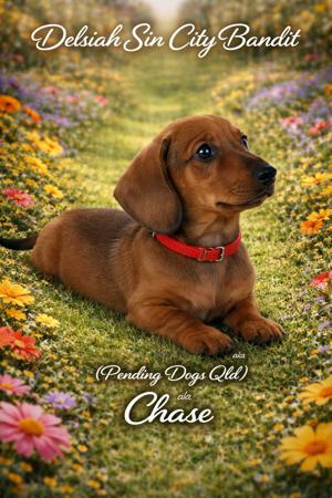 Dachshund (Miniature Smooth Haired) puppy for sale by KERRYLYNN