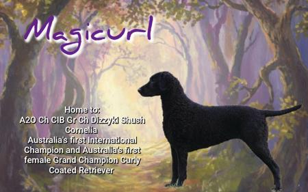 Curly Coated Retriever for sale by ARITHON