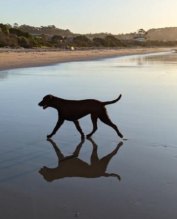 Curly Coated Retriever for sale by MAGICURL