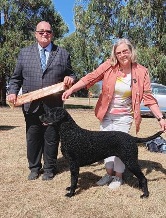 Curly Coated Retriever for sale by MAGICURL