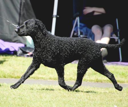 Curly Coated Retriever for sale by MAGICURL