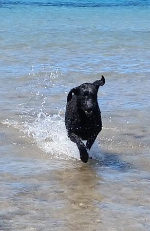 Curly Coated Retriever for sale by MAGICURL