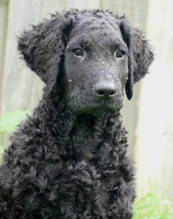 Magicurl Cosmic Stardust (AI) Curly Coated Retriever