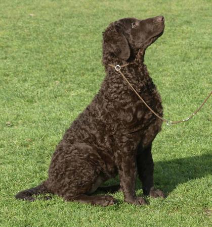 Magicurl Celestial Dreamer (AI) Curly Coated Retriever