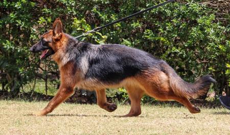 German Shepherd Dog (Long Stock Coat) for sale by JADINE