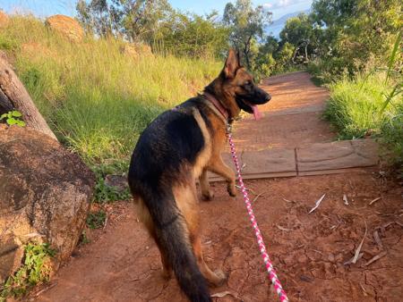 German Shepherd Dog (Long Stock Coat) for sale by JADINE