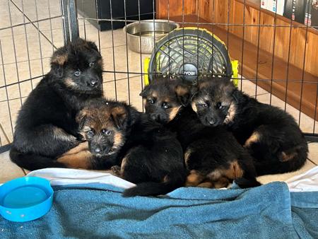 German Shepherd Dog (Long Stock Coat) for sale by JADINE