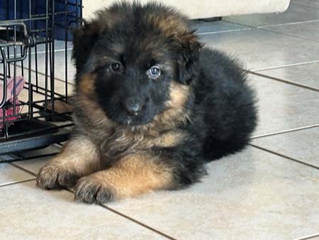 German Shepherd Dog (Long Stock Coat) for sale by JADINE