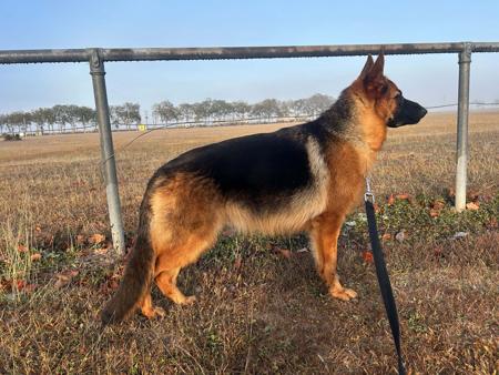 German Shepherd Dog for sale by JADINE